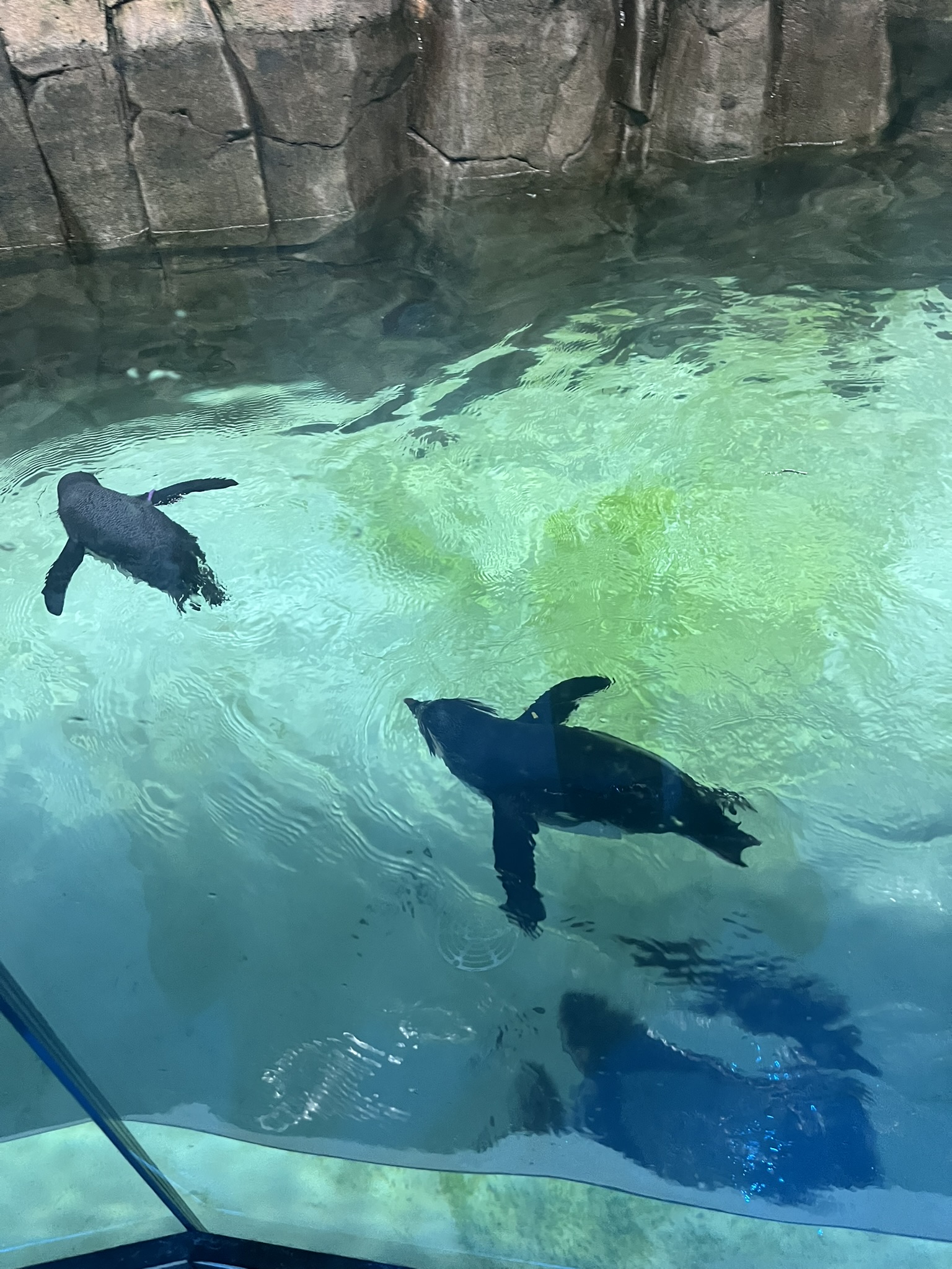 Penguins at the Montreal Biodome